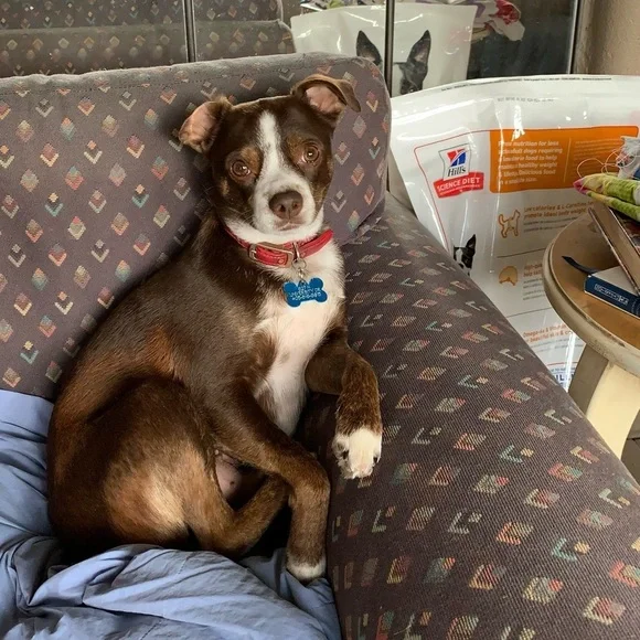 My fur babies and others. Lol. - Picture 10 of 15